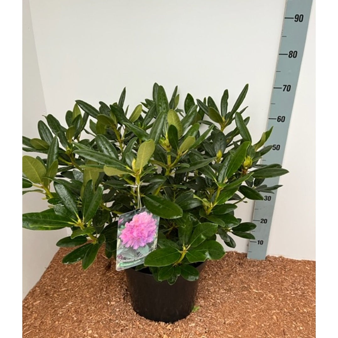 Rhododendron – Rhododendron 'Catawb. Grandiflorum' - C12 60-70 CM